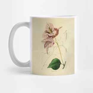 Vintage Bougainvillea Horticultural review (1850) Mug